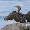 Kormoran velky - Phalacrocorax carbo - Great Cormorant 9969